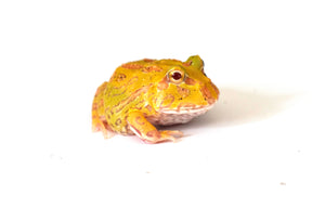 Albino Pacman Frog