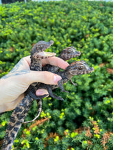 Load image into Gallery viewer, Baby Cuvier&#39;s Dwarf Caiman