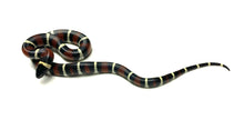 Load image into Gallery viewer, Baby Green-Eyed Cat Snake