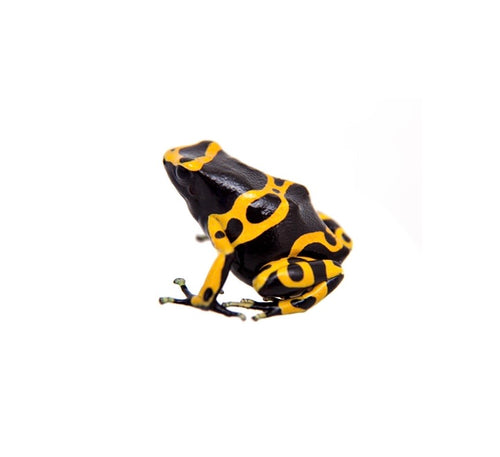 Bumblebee Dart Frog