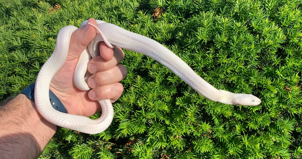 Sub-Adult Leucistic Texas Ratsnake (Female)