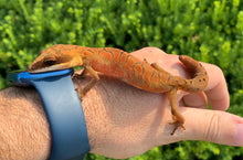 Load image into Gallery viewer, Adult Malaysian Cat Eyed Gecko (Female 1)