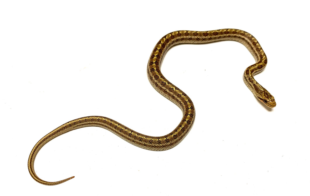 Baby Dione's Ratsnake het T+ Albino