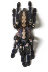 Gooty Sapphire Ornamental Tarantula