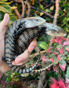 Sub-Adult Indonesian Blue Tongue Skink