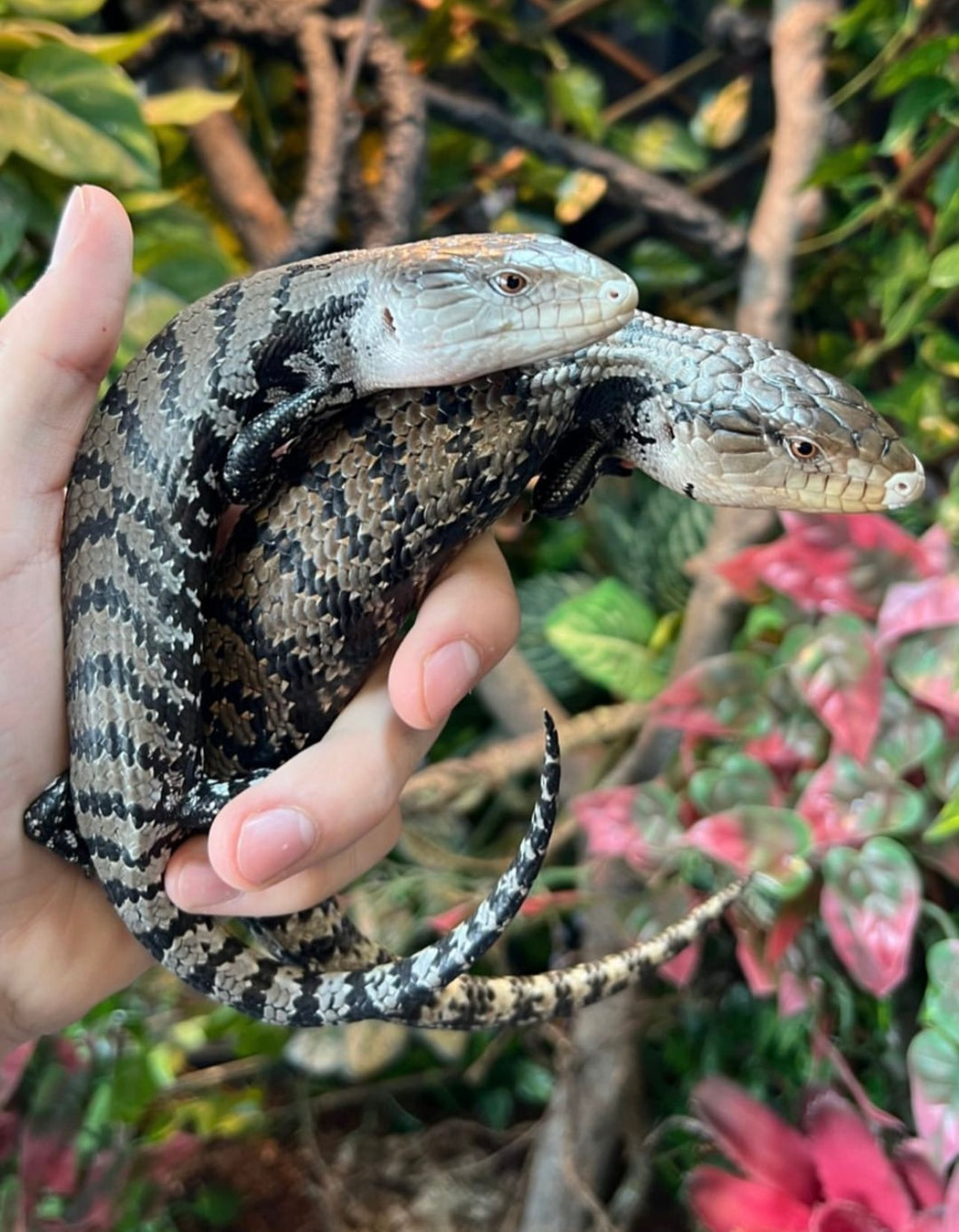 Sub-Adult Indonesian Blue Tongue Skink