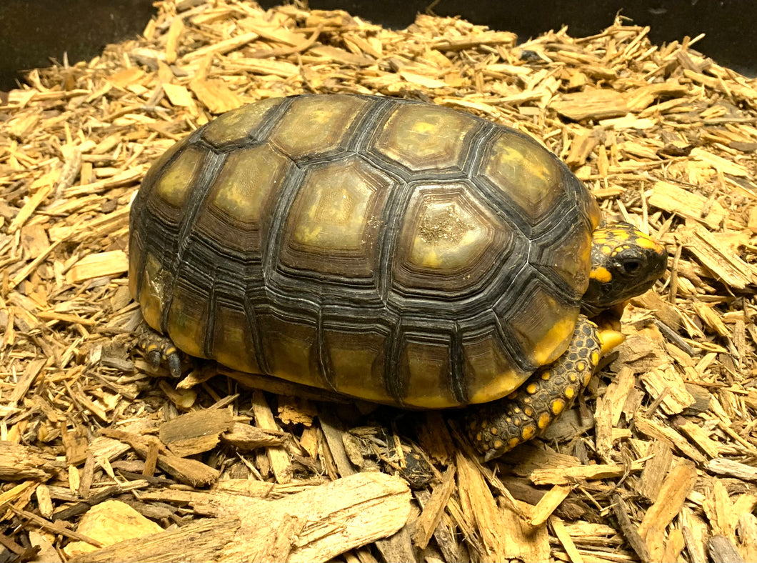 8”-9” Yellow Foot Tortoise (2)
