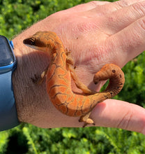 Load image into Gallery viewer, Adult Malaysian Cat Eyed Gecko (Female 1)