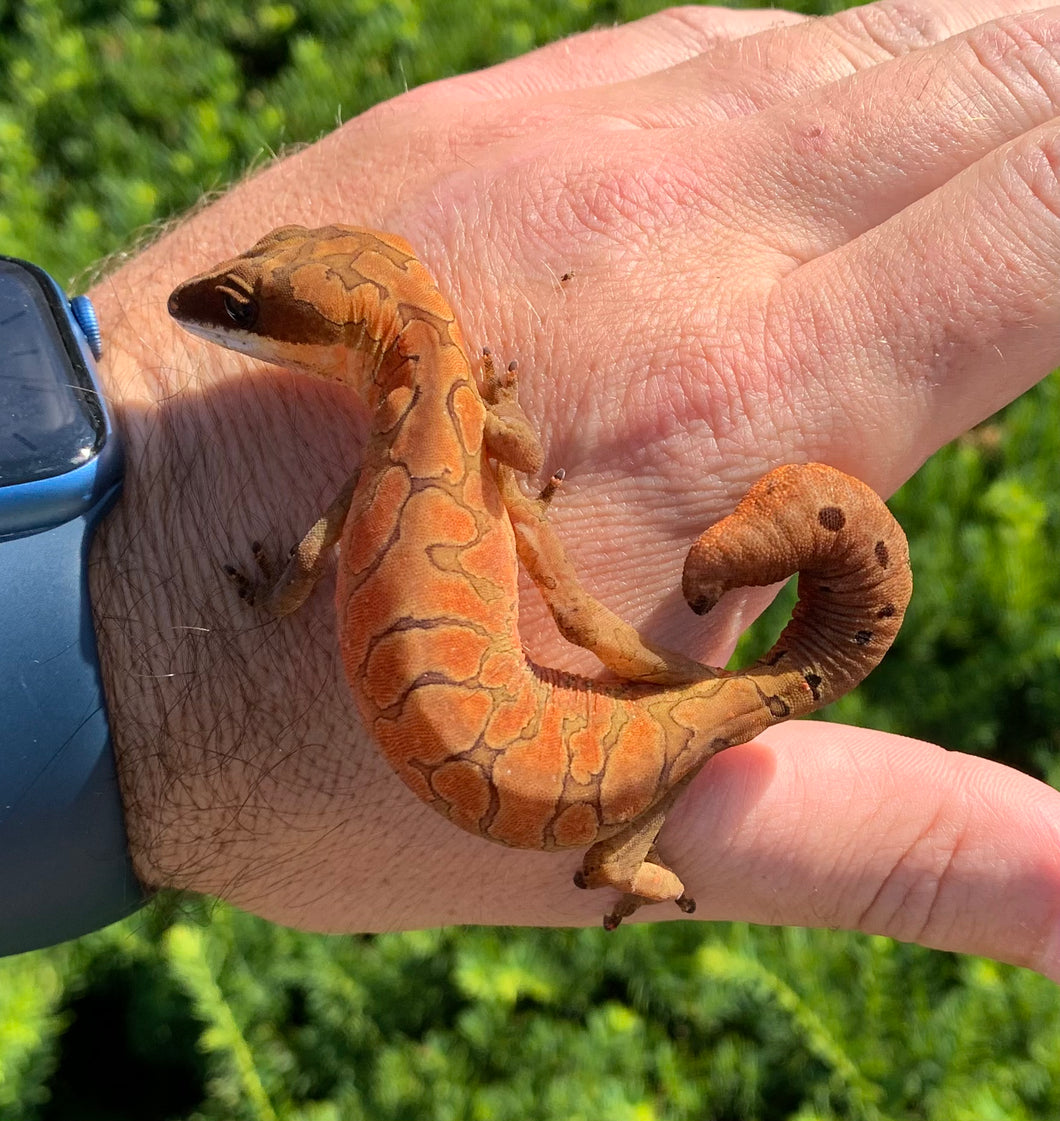 Adult Malaysian Cat Eyed Gecko (Female 1)