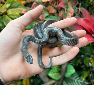 Sub-Adult Black House Snake (Male)