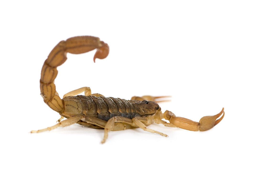 Congo Scorpion