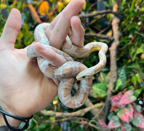 Sub-Adult Ghost Sunkissed Corn Snake (Female)