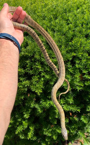 Adult Korean Ratsnake (Pair)