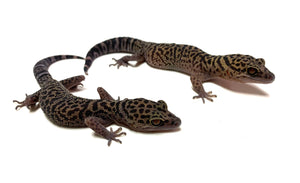 Adult Chinese Cave Gecko (Pair)