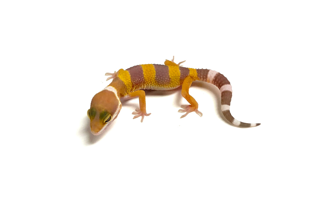 Baby ‘Giant’ Leopard Gecko