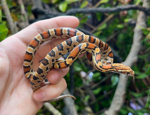 Juvenile Buckskin Okeetee het Ultra Corn Snake (Female)