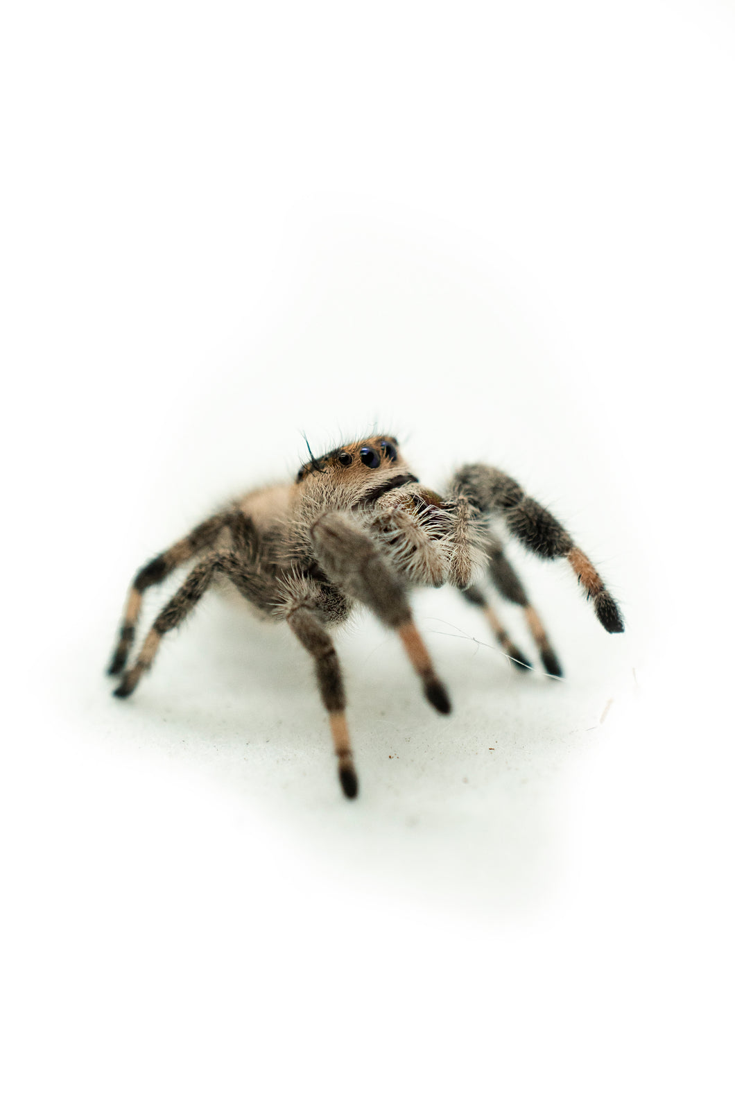 Jumping Spider