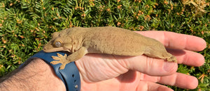 Adult Sarasinorum Gecko (Male)