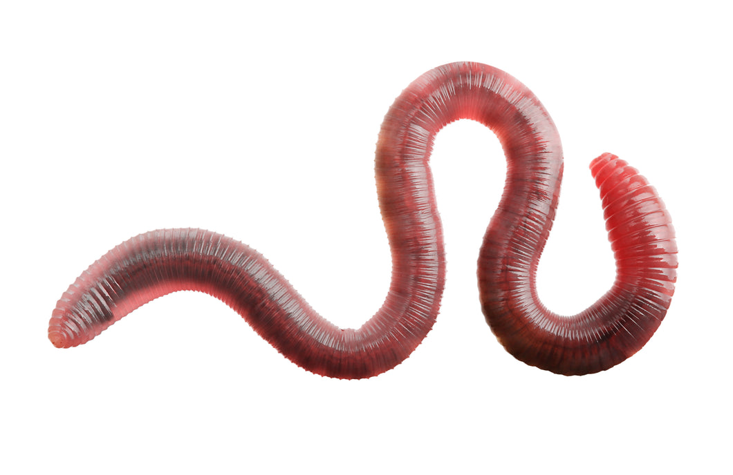 Canadian Nightcrawlers - Worms