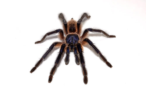 Socotra Island Blue Baboon