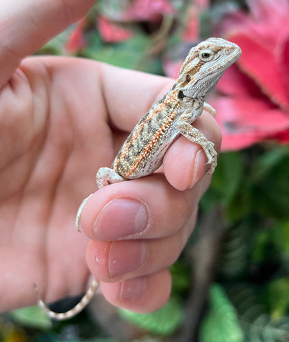 Baby High-Color Bearded Dragon