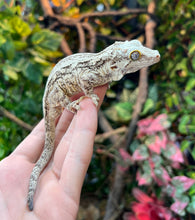 Load image into Gallery viewer, Adult Black and White Gargoyle Gecko (Male)