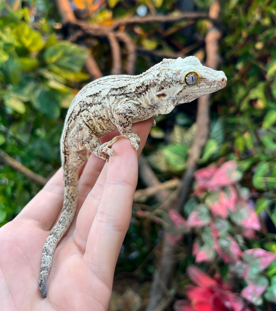 Adult Black and White Gargoyle Gecko (Male) – Scales and Tails of Ohio