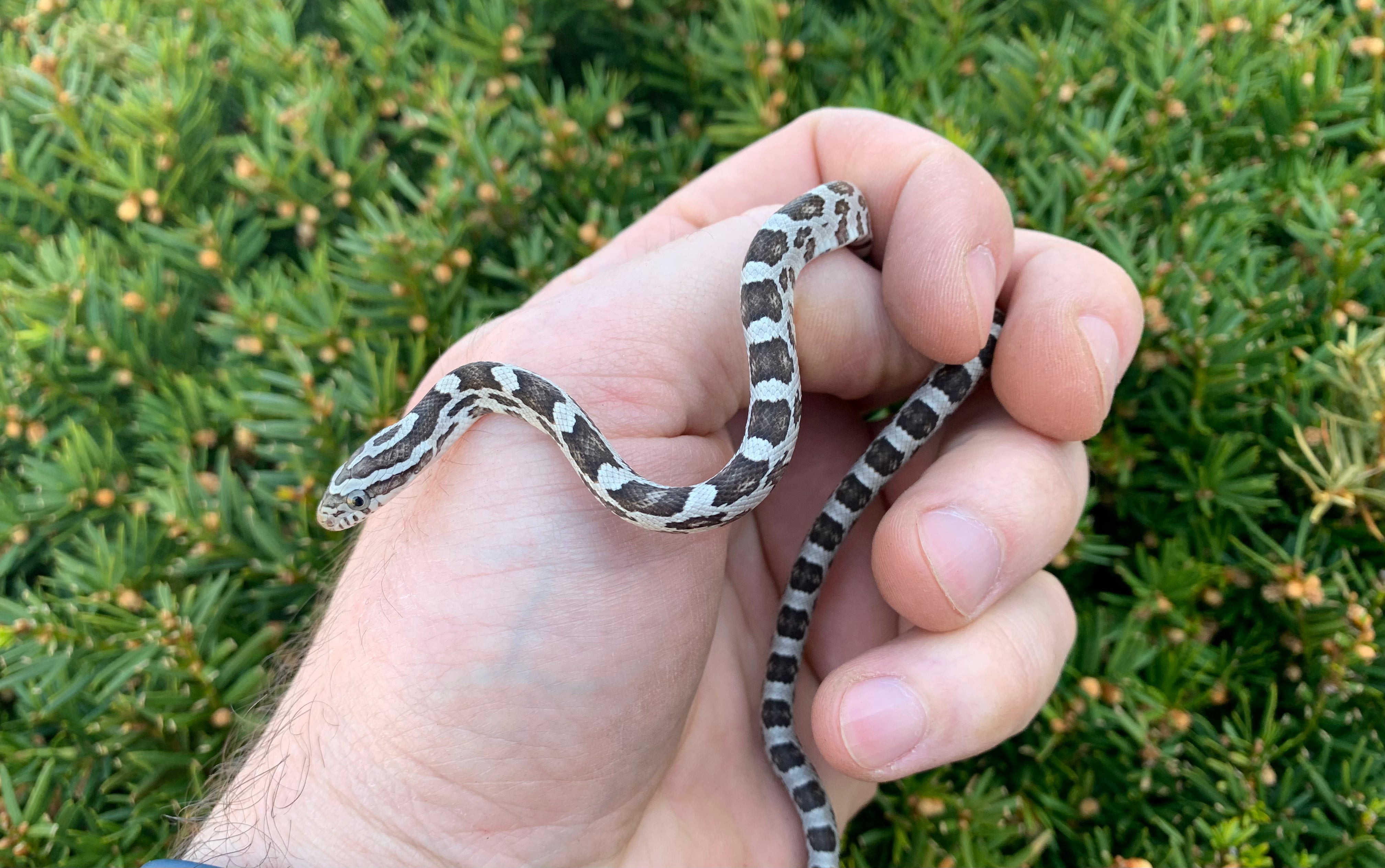 Anery Corn Snake