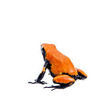 Load image into Gallery viewer, Adult Orange Splash Back Dart Frog