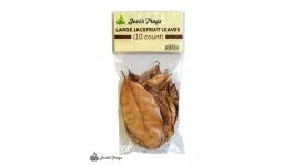 Josh's Frogs Large Jackfruit Leaves (10 count)