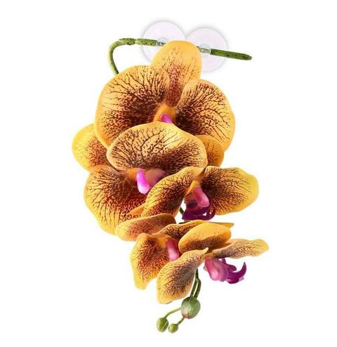 HANGING ORCHID