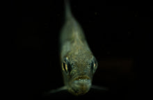 Load image into Gallery viewer, Maneuli Piranha
