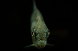 Maneuli Piranha