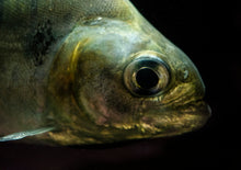 Load image into Gallery viewer, Maneuli Piranha