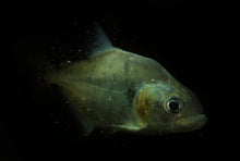 Load image into Gallery viewer, Maneuli Piranha