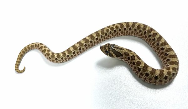 Baby Western Hognose Snake het Albino