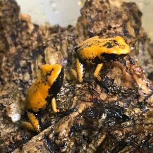 Black Foot Orange Terribilis Dart Frog