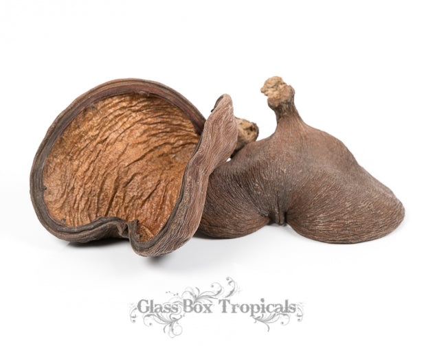 Small Nut Pod
