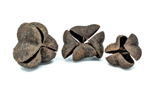 Dried Tripod