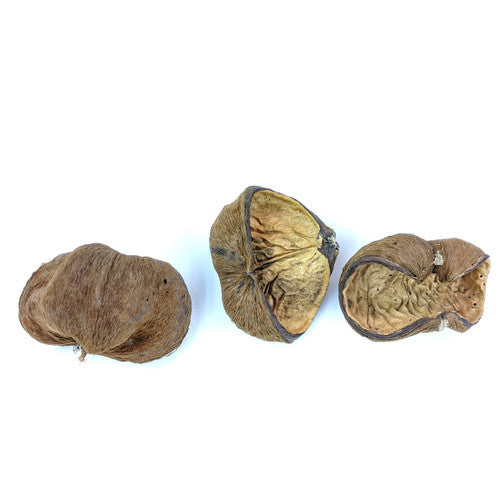 Velvet Nut Pod