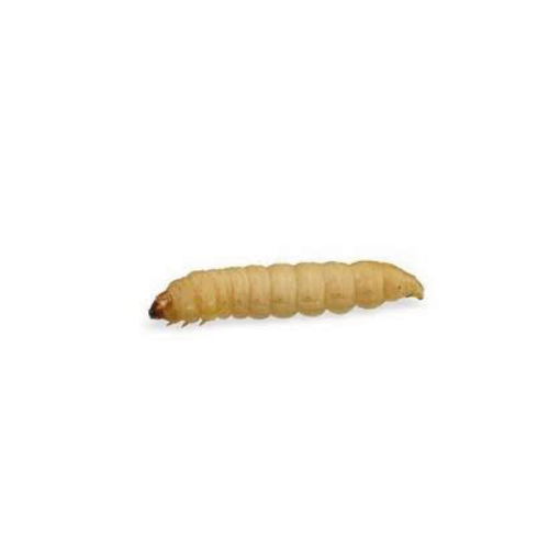 Wax Worms (In-store only)